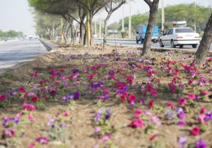 گل کاری نوروزی در بلوارهای بندرماهشهر