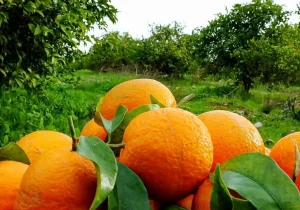 هشدار قرمز جهاد کشاورزی؛ حمله گسترده مگس میوه به باغات مرکبات مازندران