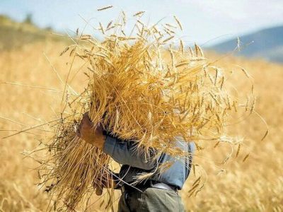 ال‌نینو و کشت پاییزه؛ ضرورت مدیریت تاریخ کاشت در مزارع خوزستان